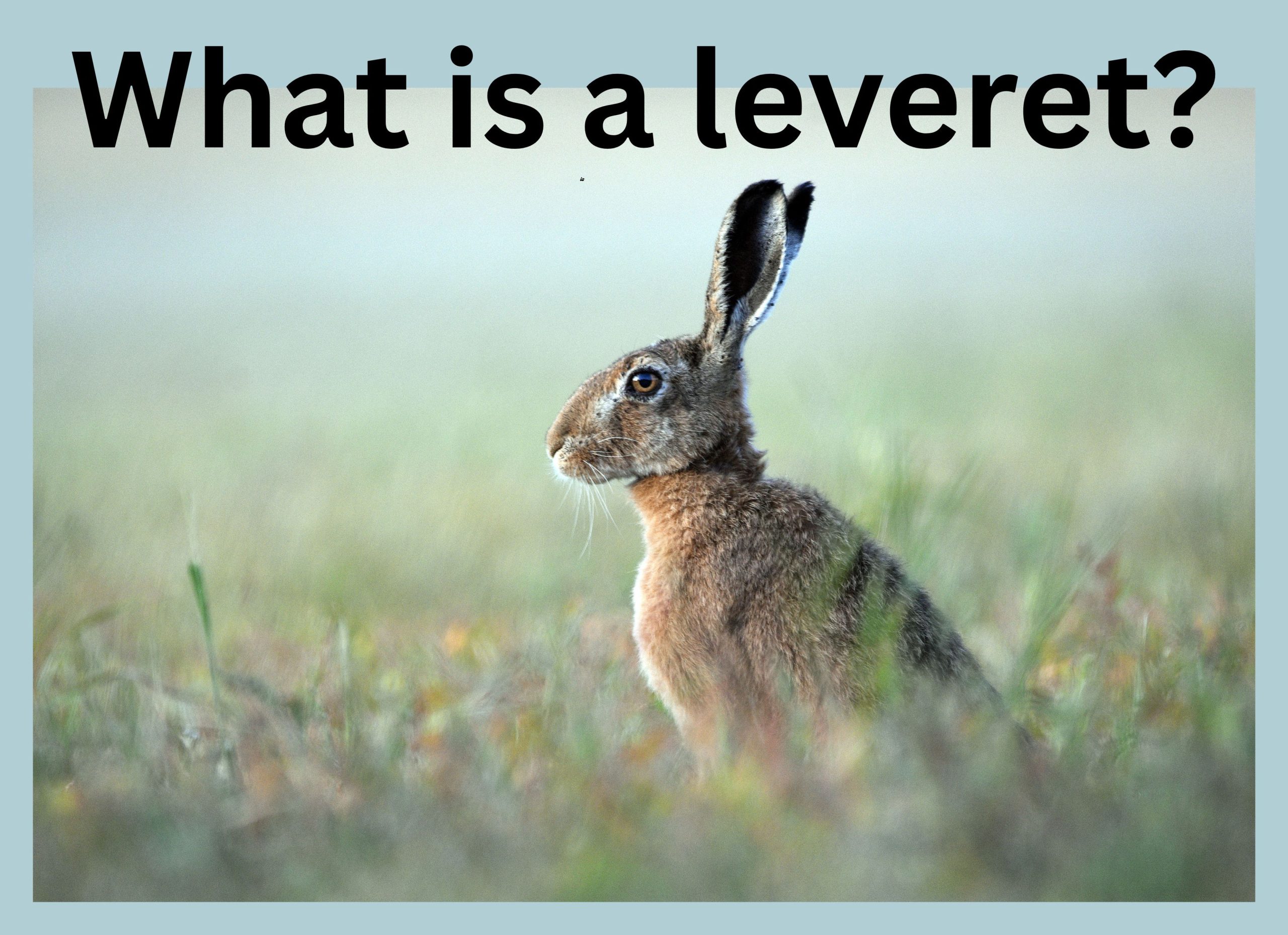 What is a leveret